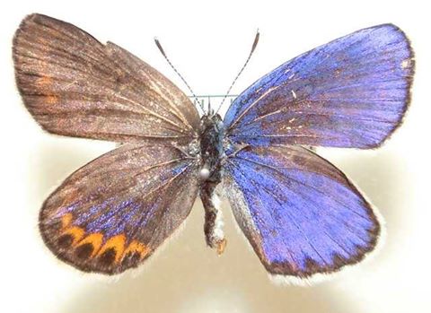 Lycaeides argyrognomon praeterinsularis (Gynandromorph,Japan) (Internet Image property of respective owner, non-commercial use only)